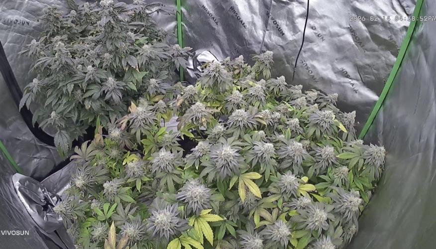 Mandarin cookies R3 Timelaps @ harvest. Week 18 - Back view 