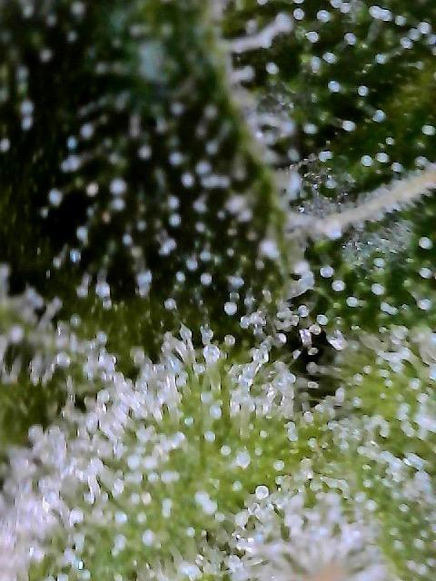 Mandarin cookies R3 Timelaps @ harvest. Week 18 - Middle of plant 