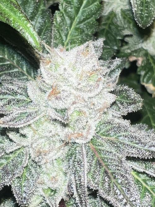 Mandarin cookies R3 Timelaps @ harvest. Week 18 - Green pheno frost shot 