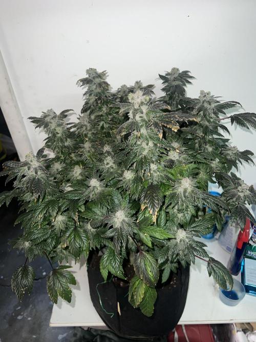 Mandarin cookies R3 Timelaps @ harvest. Week 18 - Green pheno