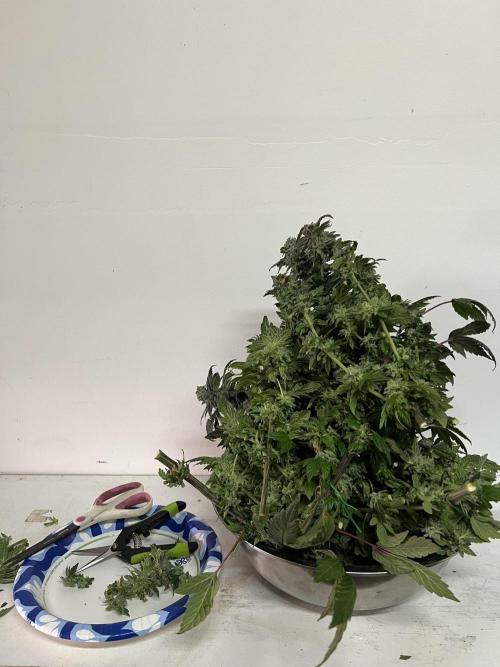 Mandarin cookies R3 Timelaps @ harvest. Week 18 - Pile of chopped nugs (green  Pheno) -chopped 2/15/26