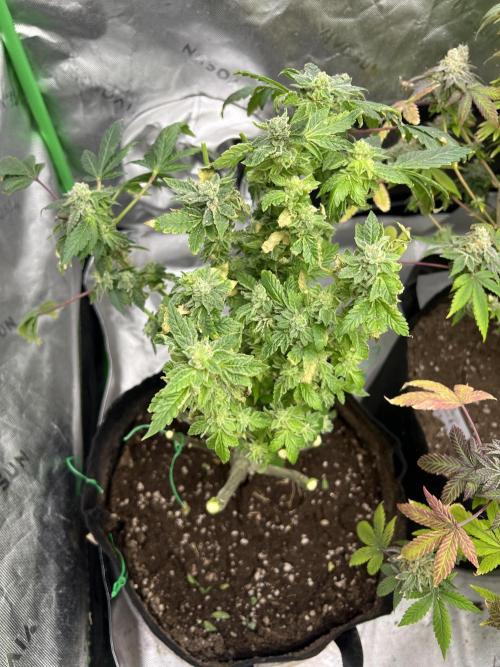 Mandarin cookies R3 Timelaps @ harvest. Week 18 - What’s left from the middle 