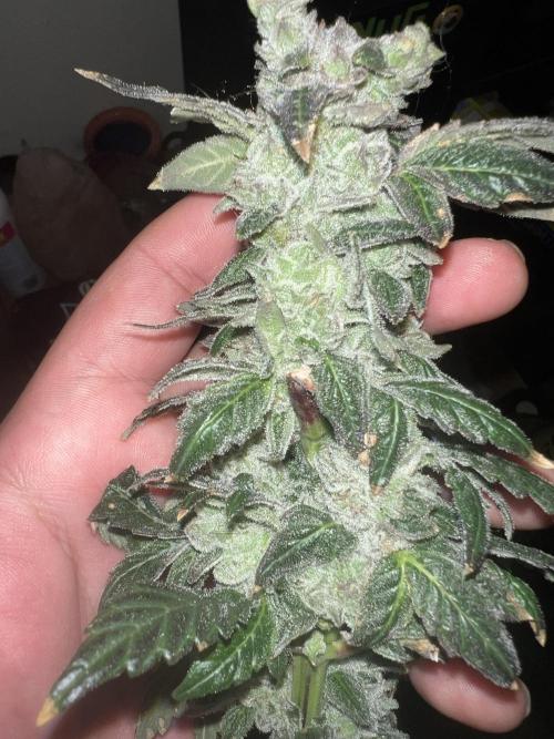 Mandarin cookies R3 Timelaps @ harvest. Week 19 - (Green pheno)One of the tops