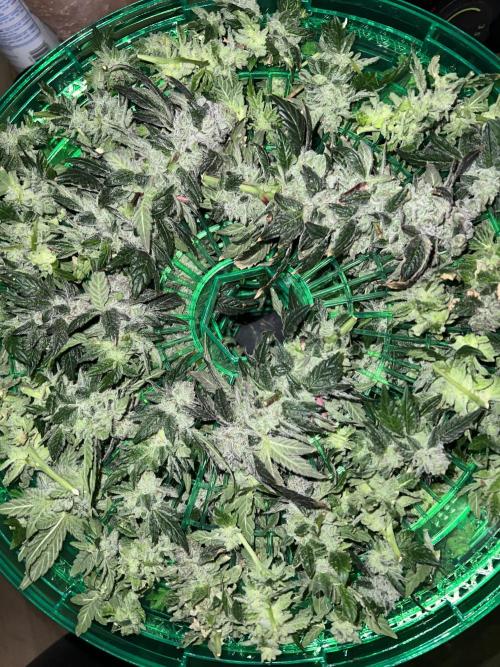 Mandarin cookies R3 Timelaps @ harvest. Week 19 - Green pheno)Last Trey filled 