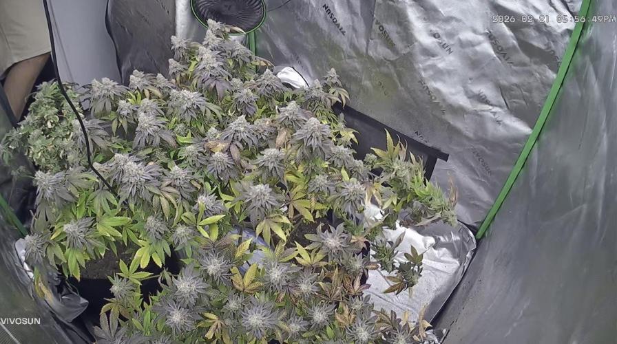 Mandarin cookies R3 Timelaps @ harvest. Week 19 - back shot