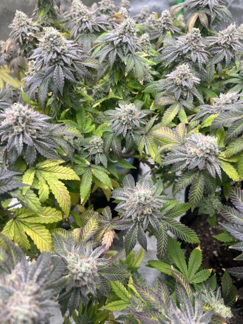 Mandarin cookies R3 Timelaps @ harvest. Week 19 - Frost shot