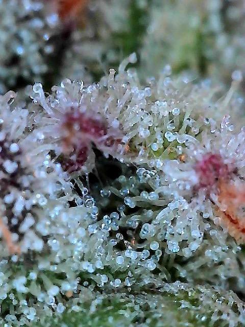 Mandarin cookies R3 Timelaps @ harvest. Week 19 - (Purple fade) pheno 