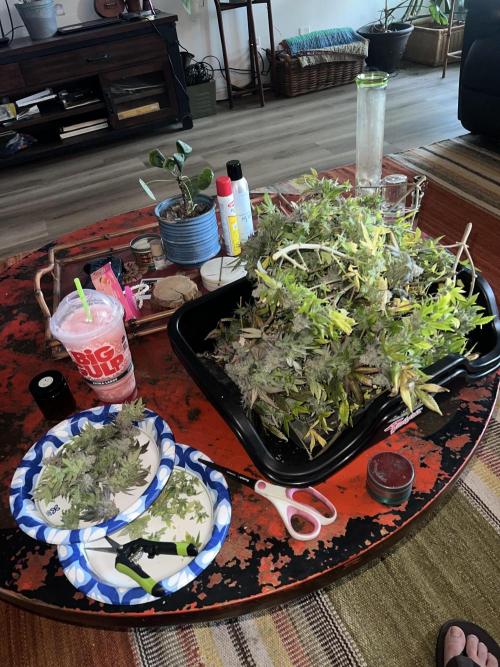 Mandarin cookies R3 Timelaps @ harvest. Week 19 - (Purple fade pheno )