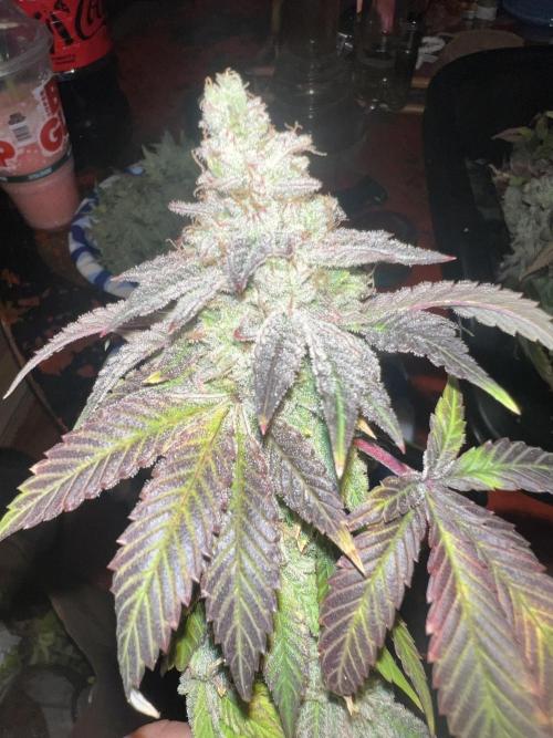 Mandarin cookies R3 Timelaps @ harvest. Week 19 - (Purple fade pheno) frost shot 