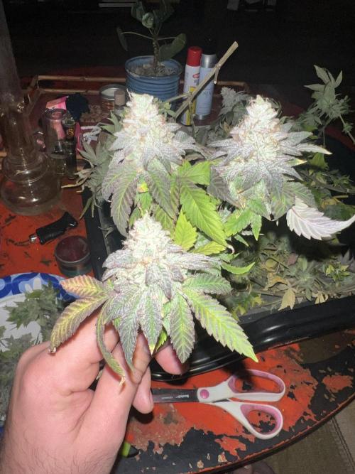 Mandarin cookies R3 Timelaps @ harvest. Week 19 - (Purple fade pheno) frost shot 