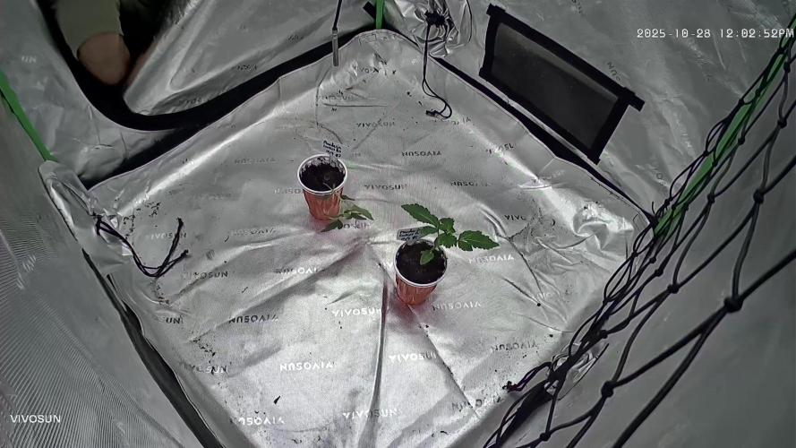 Mandarin cookies R3 Timelaps @ harvest