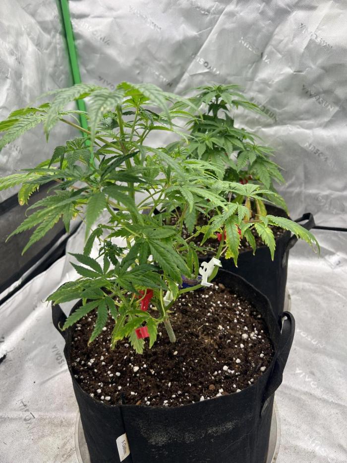 Sticky broccoli timelaps @ harvest. Week 8