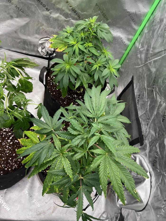 Sticky broccoli timelaps @ harvest. Week 9