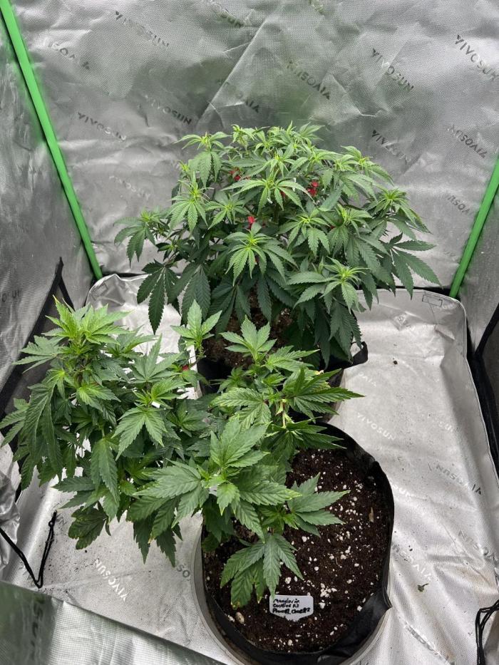 Sticky broccoli timelaps @ harvest. Week 12 - Back plant is sticky broccoli 