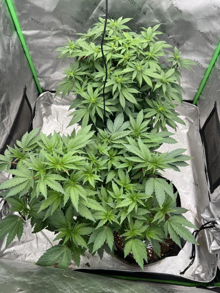 Sticky broccoli timelaps @ harvest. Week 13 - Back plant is sticky broccoli 