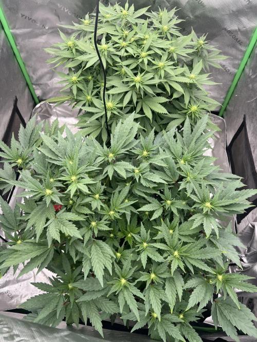 Sticky broccoli timelaps @ harvest. Week 14