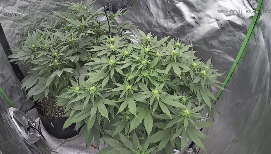 Sticky broccoli timelaps @ harvest. Week 14