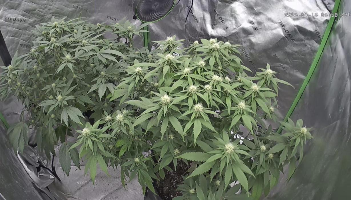 Sticky broccoli timelaps @ harvest. Week 15