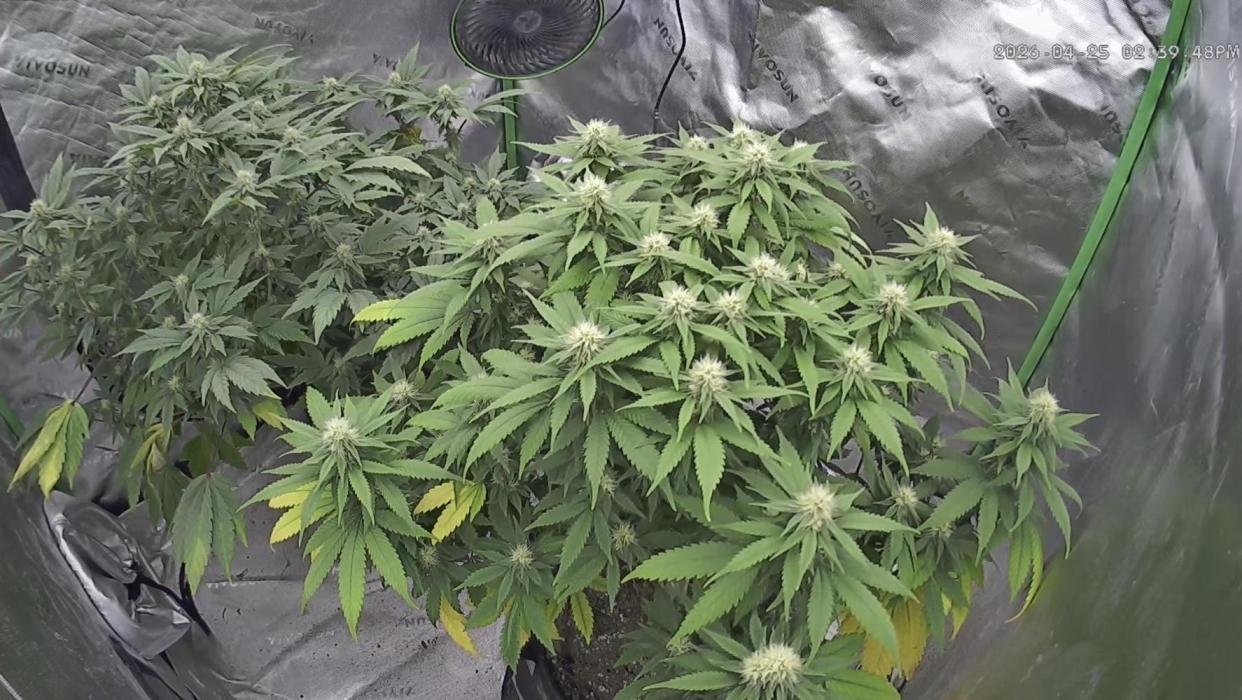 Sticky broccoli timelaps @ harvest. Week 16