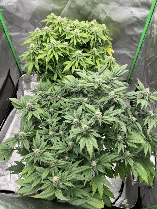 Sticky Broccoli . Week 17