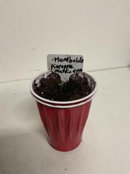 Pineapple Muffin. Week 0