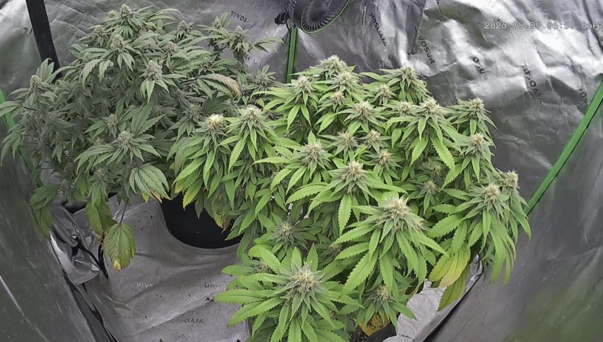 Sticky broccoli timelaps @ harvest. Week 18