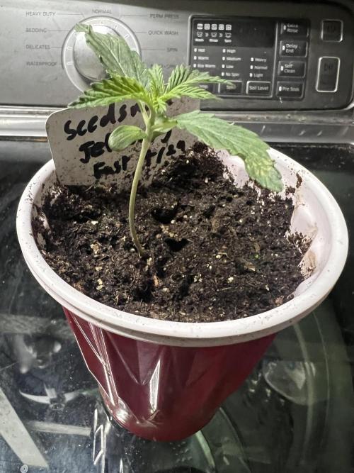 Grow Tent S336 36"x36"x72". Week 1
