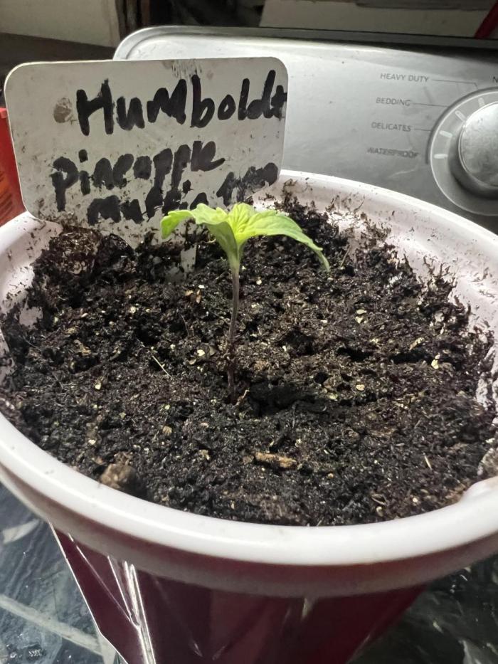 pineapple muffins timelapse @ harvest. Week 1