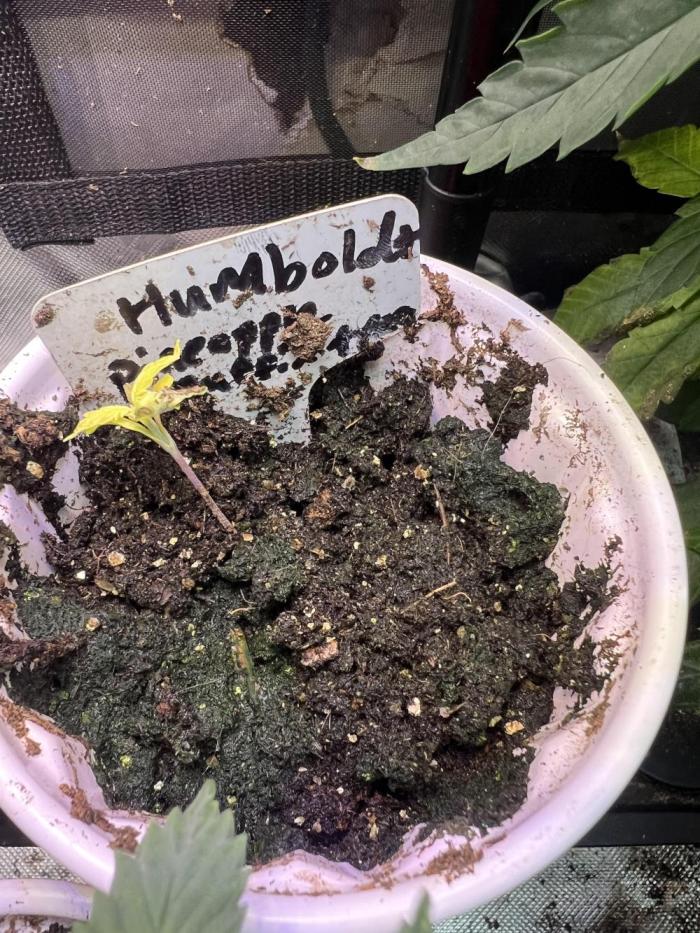 pineapple muffins timelapse @ harvest. Week 2