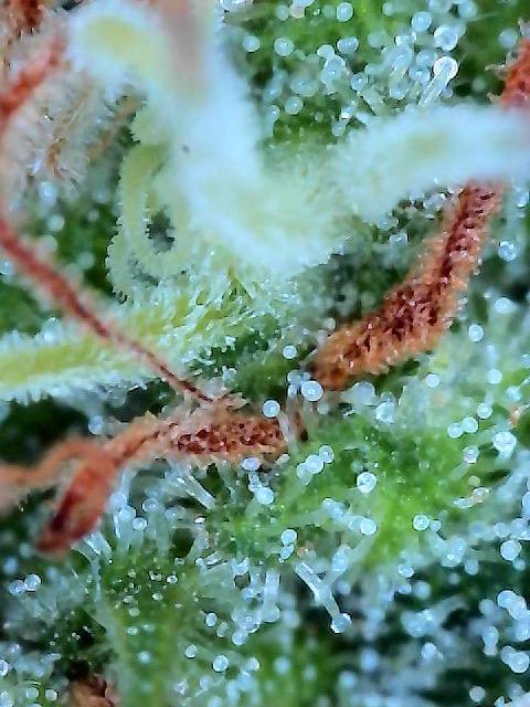 Sticky broccoli timelaps @ harvest. Week 20 - Lower nug trichomes 