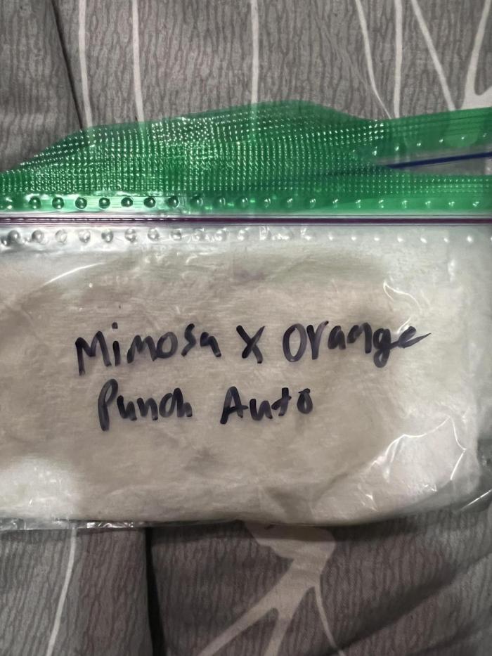 Mimosa x orange punch auto. Week 0