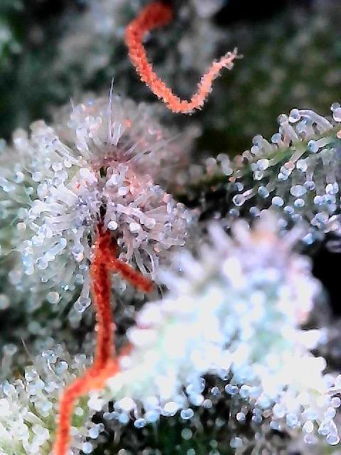 Sticky broccoli timelaps @ harvest. Week 21 - Trichome shot from a few days before harvest 