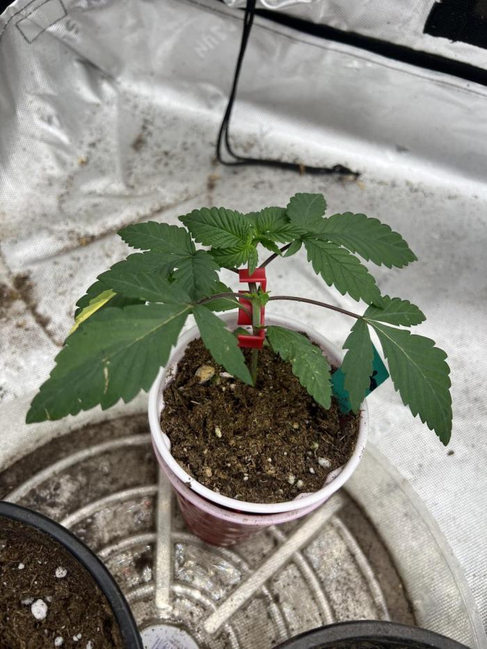 World breeders Hidden Vice. Week 3