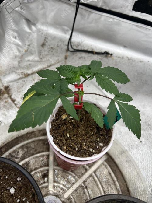 Hidden Vice. Week 3