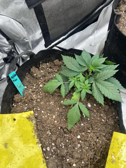 Hidden Vice. Week 4