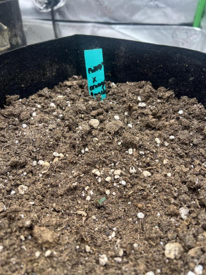 Mimosa x orange punch auto. Week 1