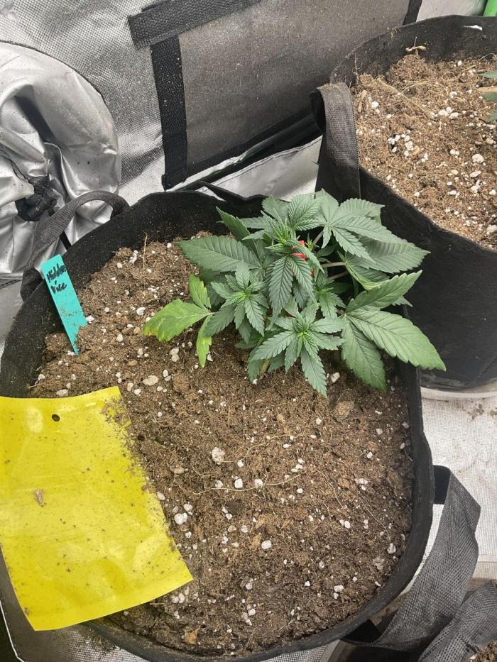 World breeders Hidden Vice. Week 5