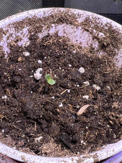 Hyperion F1. Week 1