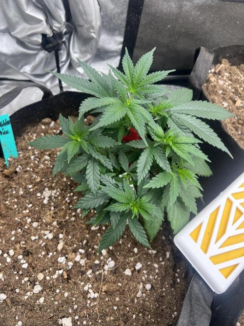 Hidden Vice. Week 6