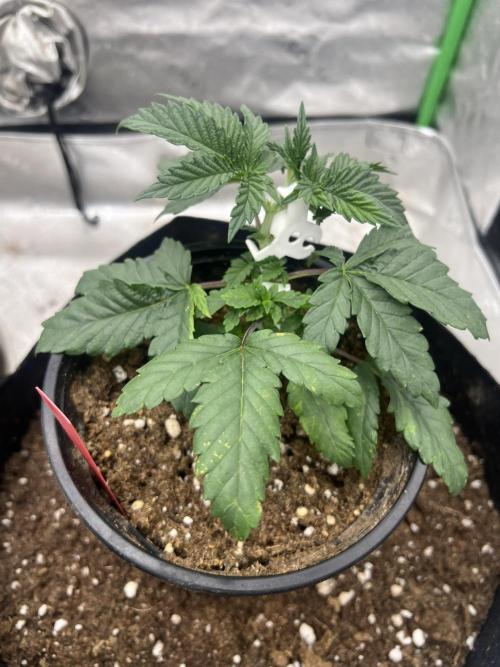The Krux X GPA cookies #6. Week 4