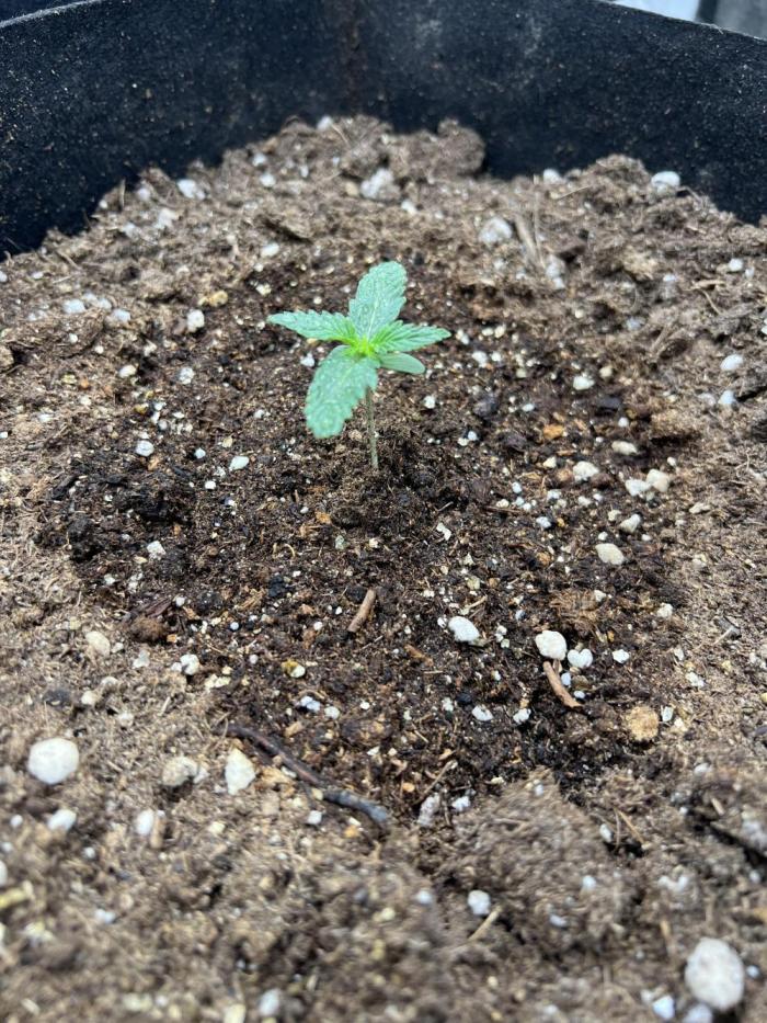Hyperion F1 Timelapse at harvest. Week 2