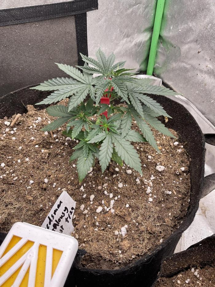 Jealousy fast. Week 5