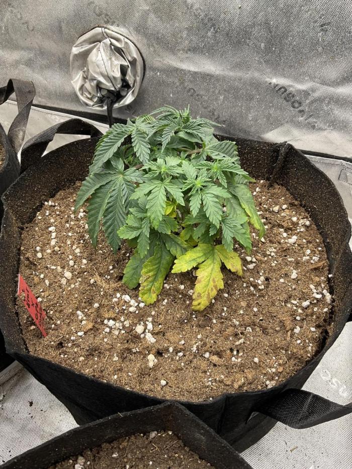 Ethos The Krux X GPA cookies #6. Week 5