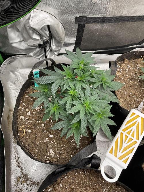 Hidden Vice. Week 7