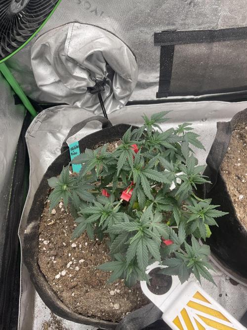 Hidden Vice. Week 8