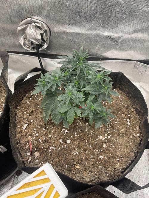 The Krux X GPA cookies #6. Week 6