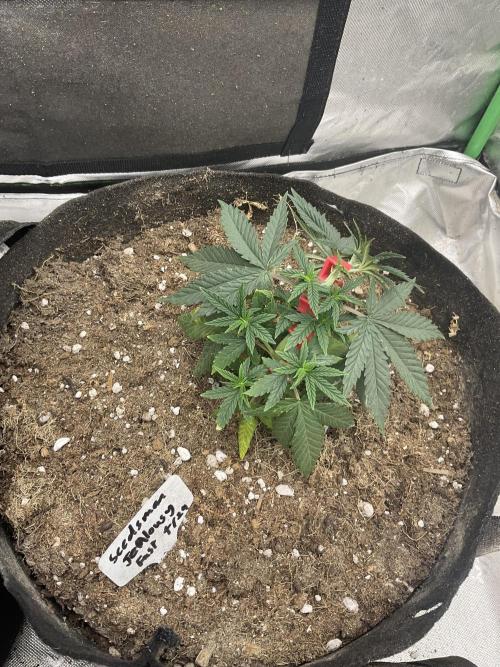Jealousy Fast. Week 6