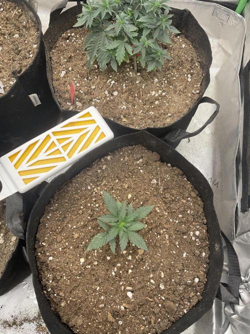 Hyperion F1. Week 3