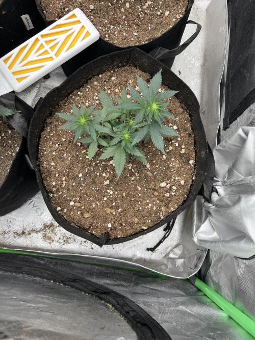 Hyperion F1. Week 4