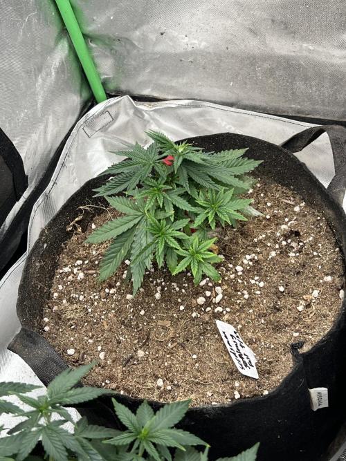 Jealousy Fast. Week 7